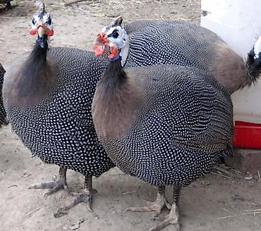 Птицы: 10 голов — 1