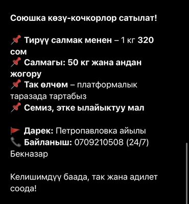 куплю коз: Продаю | Баран (самец), Ягненок | Арашан, Гиссарская | Для разведения, Для шерсти, На забой | Кастрированные, Котные, Ярка