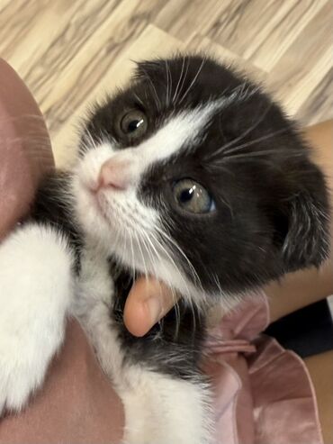 самые большие породы собак: Шотландский вислоухий котёнок (скоттиш-фолд), окрас чёрно-белый