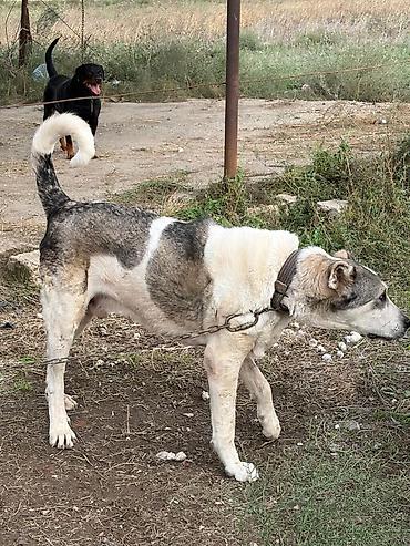 zıvanok itlər: Qurdbasar, 3 il, Erkək, Peyvəndli, Rayonlara çatdırılma — 4