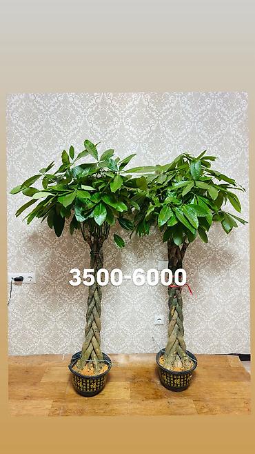 Другие комнатные растения: Комнатные цветы, цены написаны на фото — 26