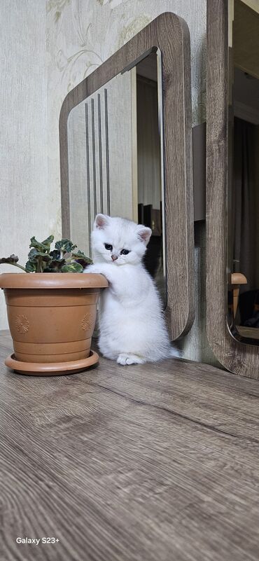 Pişiklər: Şinşilla, Erkək, Yaxşı əllərə, Ünvandan götürmə — 1