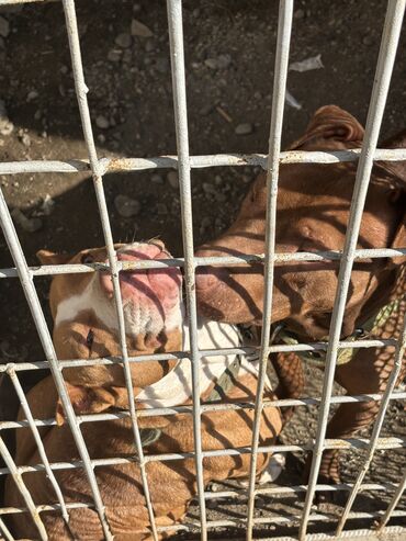 it sekli: Pitbul, 1 ay, Erkek, Ünvandan götürmə, Ödənişli çatdırılma, Rayonlara çatdırılma
