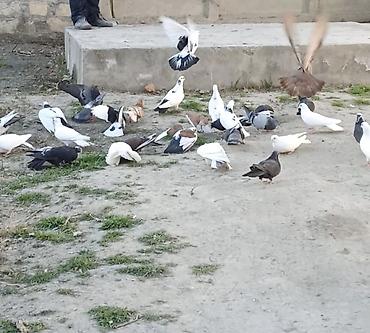 sumqayıtda cücə satışı: Salam Əleykum. Çoxdu göyərçinlərim. cürbəcür var. ən ucuz 3azn. Daha — 1