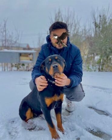 i̇t: Rotveyler, 3 il, Dişi, Ünvandan götürmə