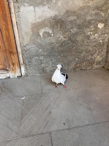 goyerçin: Cins: Bəzək/yarış göyərçini Rəng: Ağ bədən, quyruqda qara “şal” (tam — 1