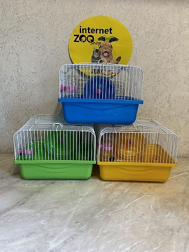 Хомяки: Продаются хомячки ручные. В нашем питомнике вы можете приобрести — 25