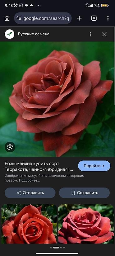 Роза: Саженцы садовых роз (кустарниковые/чайно-гибридные, флорибунда) — — 14