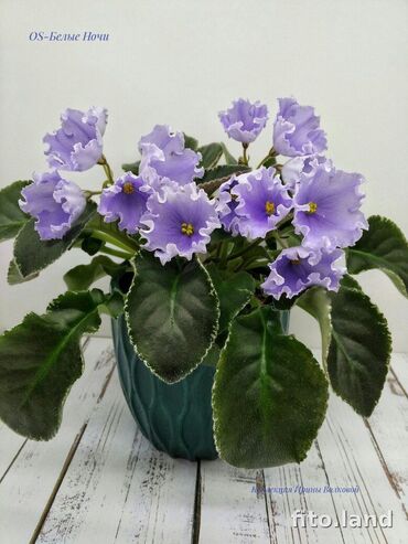 Фиалки и глоксинии: 🌱🌺🌱 Продаю сортовые ДЕТКИ стандартных фиалок🌱🌺🌱. Цены от 80-150 сом — 9