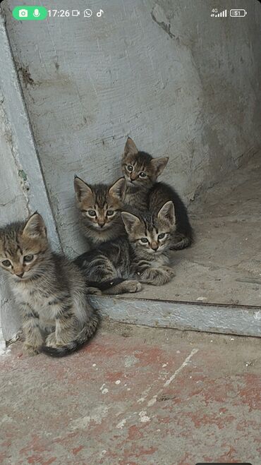 домик туалет для кошек: Кошки