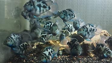 akvarium balıq novləri: Sülhsevər — 2