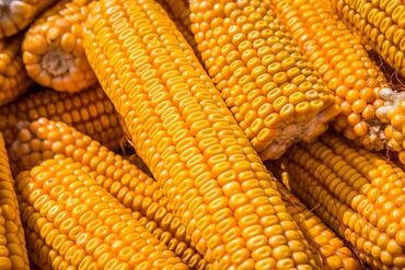 российские семена овощей: Кукуруза Оптом, Самовывоз