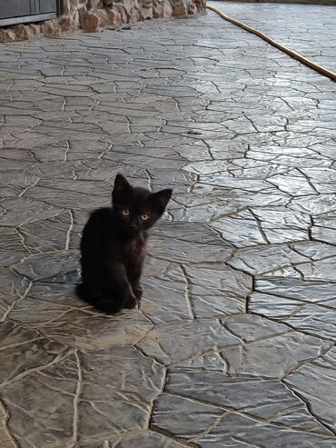 кошка британская шиншилла: Кошка даром: Беспородная, 2 месяца, Девочка, Приучена к лотку