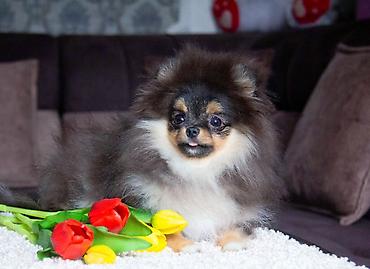 Продажа собак: Шпиц, 5 месяцев, Самец, С прививкой — 9