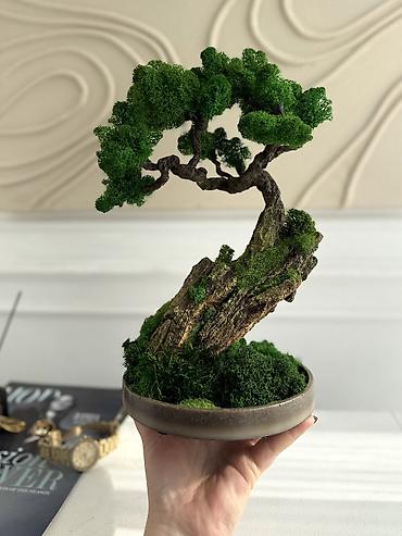 Декоративные цветы: Бонсай ручной работы из натурального стабилизированного мха от 1500 — 17