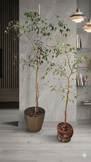torf satilir: Fikus Benjamin (Ficus benjamina) otaq bitkisi İkisi birlikdə 100 azn — 1