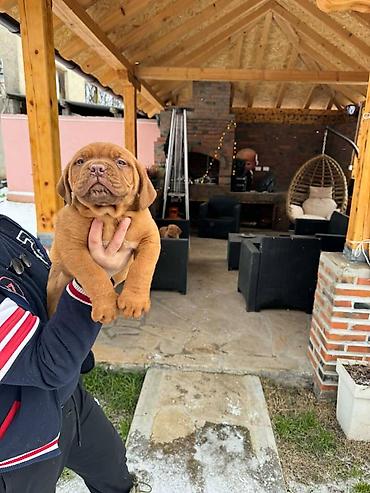 Psi: Na prodaju štenci bordoške doge. Štenci su vrlo kvalitetni i zdravi — 8