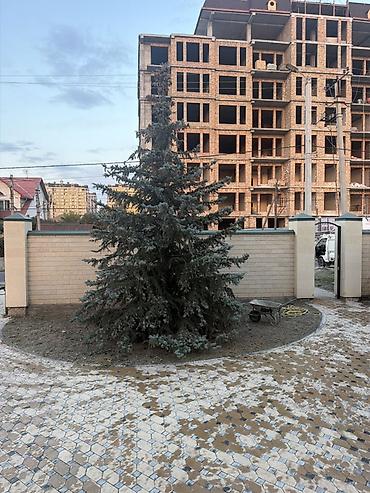 Ель голубая (Picea pungens Glauca), крупномер. - Около 6–7 м высотой