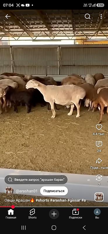 скупка старой одежды: Малчы керек кой бакканга, уй булолуу же бой адам ичимдиктен алыс — 2