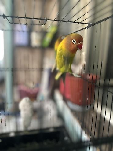 амур рыба: Пара неразлучников (Agapornis) в клетке. - Окрасы: один птиц зеленый — 3
