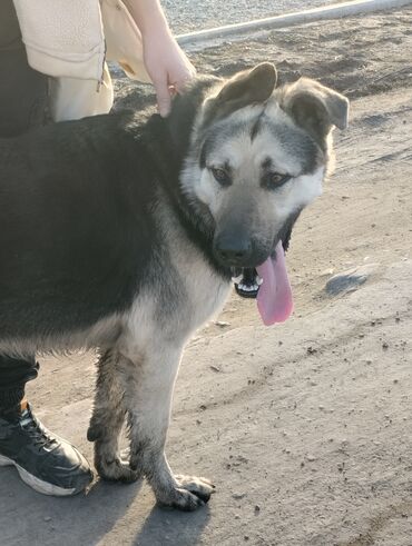 ищу суррогатную мать бишкек: Выгул собак,цена зависит от размера и породы собаки!В Бишкеке