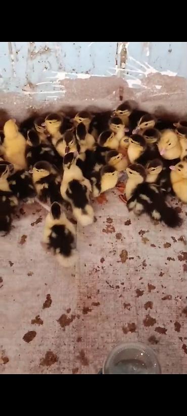 Kənd təsərrüfatı quşları: Muscovy ördək balaları (indoutka) – qarışıq ağ-qara ləkəli rənglər — 4
