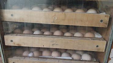 Toyuqlar: Toyuq, Australorp, Yumurtalıq — 9