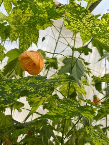 Садовые цветы и кустарники: Абутулионы — 9