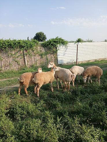 cücə və xoruz təmsil: Sağlam qurbanlığa yararlı heyvandı — 3