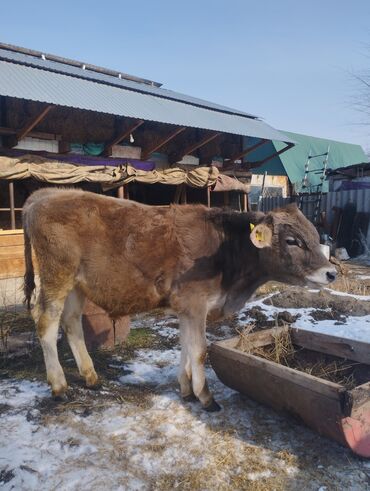 дончак продажа: Продаю | Бык (самец) | Швицкая | На откорм, На забой