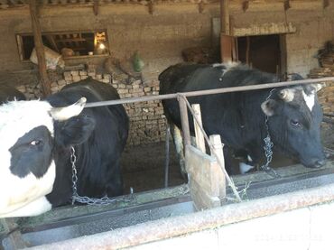 Коровы, быки: Бычки откормленные
