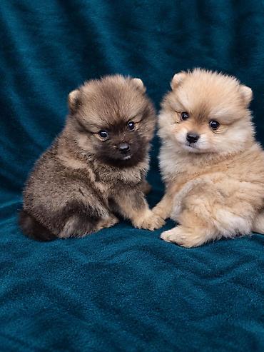 Pomeranski špicevi – štenci mini tipa - Rasa: Pomeranac (Spitz) -