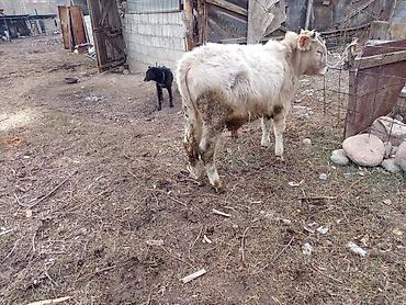 Коровы, быки: Продаю | Бык (самец), Музоо, торпок | Полукровка | На откорм | Привязанные — 8