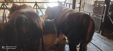 Коровы, быки: Продаю | Бык (самец) | Ангус, Герефорд | На откорм | Привязанные — 9