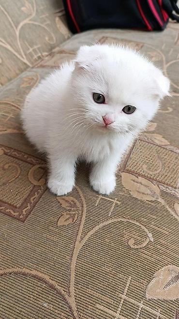 Pişiklər: Britan — 4