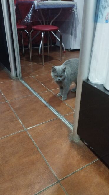 pişik pişik: Britan, Dişi