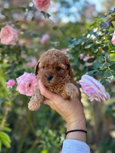 Psi: Pudle vrhinskog kvaliteta i genetike odgaivacnica registrovana u FCI — 5