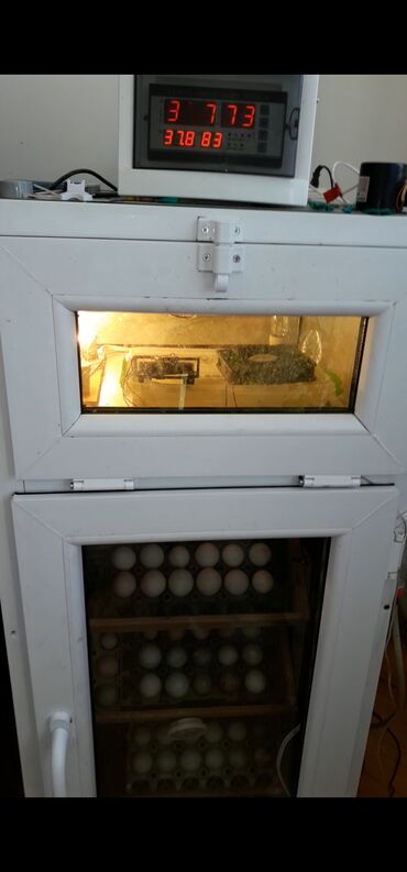 İtlər: Incubator 250 yumurtalig