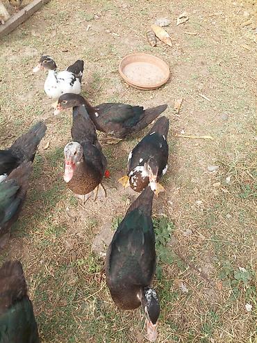Salam lal ördey satılır 3 aylıq cekileri 1 klidan artıqdı 12 man