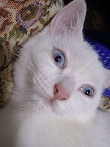 Pişiklər: Dişi, Yaxşı əllərə, Ödənişli çatdırılma — 9