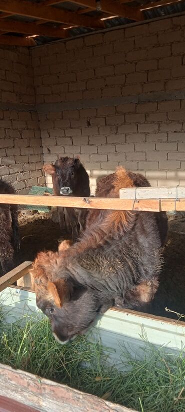 Коровы, быки: Продаю | Тёлка | Полукровка | На откорм | Племенные — 9