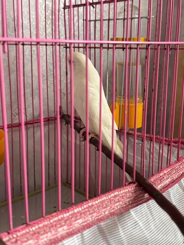 Bülbüllər: 1 cut vistivka ve cut valnis papuqay hazir cavan cutlerdi — 5