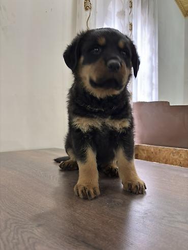 İtlər: Rotveyler, 2 ay, Dişi — 3