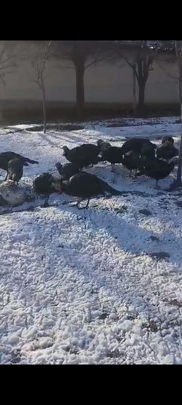 Индюки: Продаю | Индюшка (самка) | Северокавказская | Для разведения | Племенные at lalafo.kg — 8 Индюки: Продаю | Индюшка (самка) | Северокавказская | Для разведения | Племенные — 8