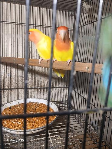 kanarya bulbulu: Məhsul: Sevgi quşları (Lovebird) – cüt Təsvir: - Parlaq sarı bədən — 2