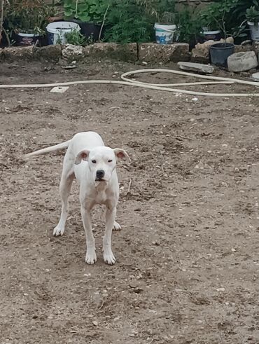 boyumeyen itlerin qiymeti: Doq, 1 il, Dişi, Peyvəndli, Pulsuz çatdırılma