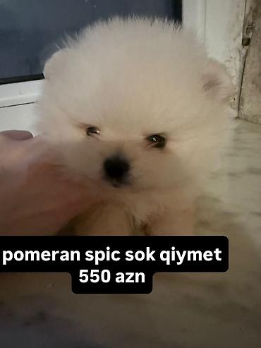 Şpitz
