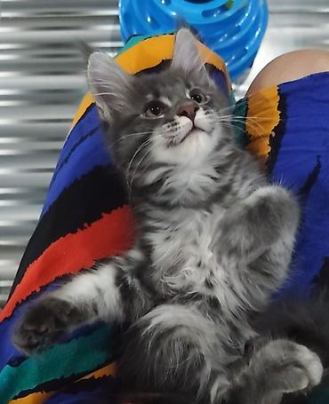 сколько стоит мейн кун котенок: Мейн-кун, 3 месяца, Девочка, Приучена к лотку — 1