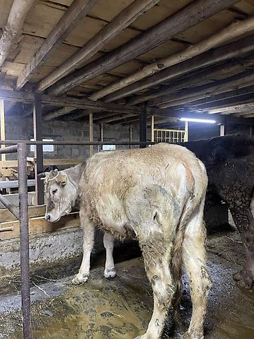 Коровы, быки: Продаю | Корова (самка) | Для молока | Привязанные at lalafo.kg — 5 Коровы, быки: Продаю | Корова (самка) | Для молока | Привязанные — 5