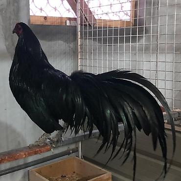 heyvanlar quşlar: Fenix meşə xoruzu bu cinslerden axdariram kimdə varsa zehmət olmasa — 2